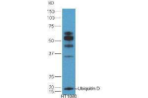 HT1080 lysates probed with Anti-Ubiquitin D Polyclonal Antibody  at 1:5000 90min in 37˚C. (UBD Antikörper  (AA 55-165))