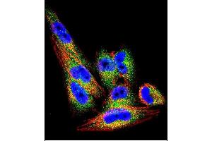 Confocal immunofluorescent analysis of TI Antibody (N-term) (ABIN390664 and ABIN2840958) with  cell followed by Alexa Fluor 488-conjugated goat anti-rabbit lgG (green). (TIMP1 Antikörper  (N-Term))