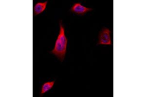 ABIN6262920 and ABIN6277730 staining Hela by IF/ICC.