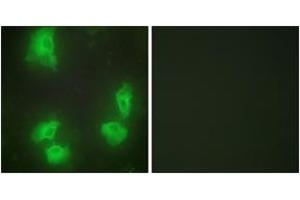 Immunofluorescence analysis of HeLa cells, using CDK5R1 Antibody. (CDK5R1 Antikörper  (AA 11-60))