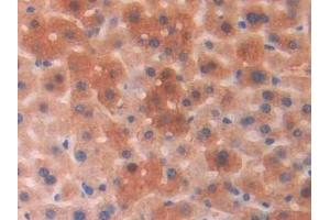Detection of PGP in Mouse Liver Tissue using Polyclonal Antibody to Phosphoglycolate Phosphatase (PGP) (PGP Antikörper  (AA 81-321))