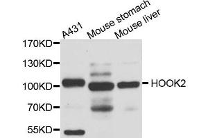 Western blot analysis of extract of various cells, using HOOK2 antibody. (HOOK2 Antikörper)