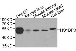 Western blot analysis of extracts of various cell lines, using HS1BP3 antibody. (HS1BP3 Antikörper)
