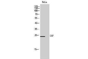 Western Blotting (WB) image for anti-Calcium Binding Protein P22 (CHP) (Internal Region) antibody (ABIN3174393) (CHP Antikörper  (Internal Region))