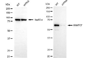 Western blotting analysis using ANAPC7 antibody (ABIN7797598). (ANAPC7 Antikörper)