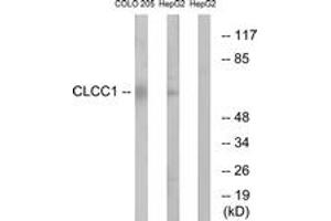 Western blot analysis of extracts from COLO/HepG2 cells, using CLCC1 Antibody.