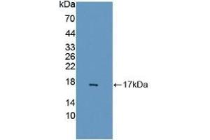 Detection of Recombinant GABARAPL2, Human using Polyclonal Antibody to GABA-A Receptor Associated Protein Like Protein 2 (GABARAPL2) (GABARAPL2 Antikörper  (AA 1-117))