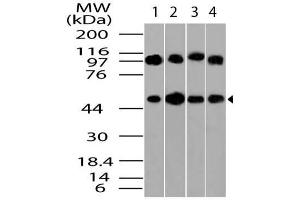Image no. 1 for anti-Tubulin, beta (TUBB) (AA 200-444) antibody (ABIN5027611)