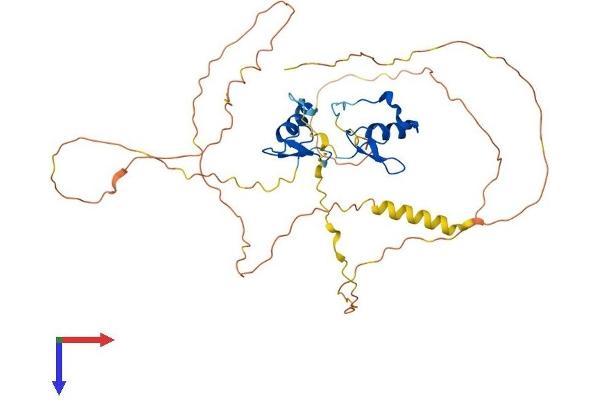 GATA1 Protein (AA 1-413) (His tag)