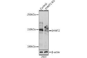 Western Blotting (WB) image for anti-Ankyrin Repeat-Containing Protein (EHMT2) (AA 877-1176) antibody (ABIN3021841)