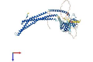 APPL1 Protein (AA 1-709) (His tag)