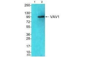 Western blot analysis of extracts from JK cells (Lane 2), using VAV1 (Ab-174) antiobdy. (VAV1 Antikörper  (Tyr174))