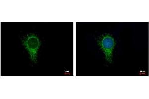 ICC/IF Image IDH3A antibody detects IDH3A protein at Mitochondria by immunofluorescent analysis.