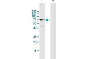Western Blot analysis of HDAC10 expression in transfected 293T cell line by HDAC10 MaxPab polyclonal antibody. (HDAC10 Antikörper  (AA 1-669))