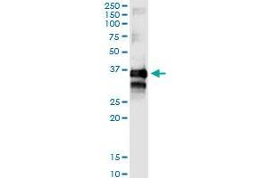Immunoprecipitation of TTC1 transfected lysate using anti-TTC1 MaxPab rabbit polyclonal antibody and Protein A Magnetic Bead , and immunoblotted with TTC1 purified MaxPab mouse polyclonal antibody (B01P) . (TTC1 Antikörper  (AA 1-292))