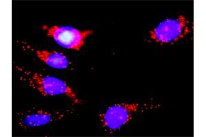 Proximity Ligation Analysis of protein-protein interactions between MAPK14 and EGFR. (MAPK14 Antikörper  (AA 1-360))