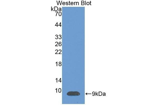 CXCL12 Antikörper  (AA 23-89)