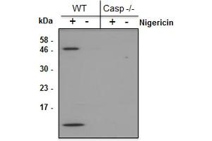 Mouse Caspase-1 (p10) is detected by immunoblotting using anti-Caspase-1 (p10) (mouse), mAb (Casper-2) . (Caspase 1 (p10) Antikörper)