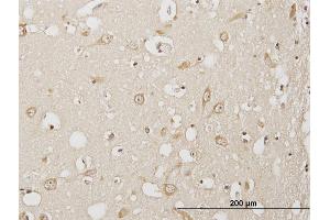 Immunoperoxidase of purified MaxPab antibody to USP3 on formalin-fixed paraffin-embedded human cerebral cortex. (USP3 Antikörper  (AA 1-520))