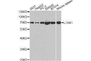 Western blot analysis of extracts of various cell lines, using LTA4H antibody. (LTA4H Antikörper)