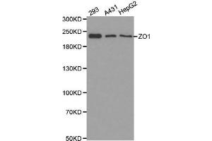 Western blot analysis of extracts of various cell lines, using ZO1 antibody. (TJP1 Antikörper  (AA 1600-1700))