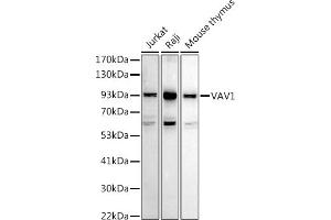 Western blot analysis of extracts of various cell lines, using V antibody (ABIN7271302) at 1:1000 dilution. (VAV1 Antikörper  (AA 100-200))