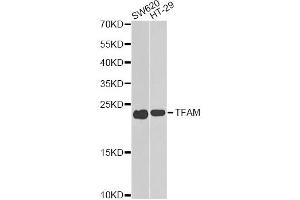 Western blot analysis of extracts of various cell lines, using TFAM antibody (ABIN6290990) at 1:1000 dilution. (TFAM Antikörper)
