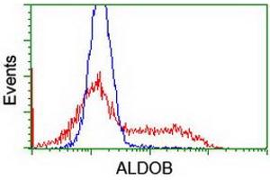 HEK293T cells transfected with either RC220062 overexpress plasmid (Red) or empty vector control plasmid (Blue) were immunostained by anti-ALDOB antibody (ABIN2454575), and then analyzed by flow cytometry. (ALDOB Antikörper)