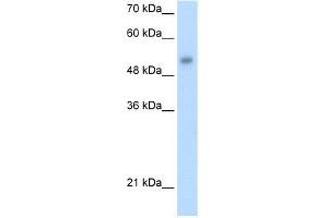 Human HepG2; WB Suggested Anti-ONECUT3 Antibody Titration: 1. (ONECUT3 Antikörper  (C-Term))