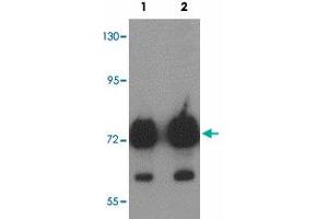 Western blot analysis of ATAD3B in human kidney tissue lysate with ATAD3B polyclonal antibody  at (1) 1 and (2) 2 ug/mL. (ATAD3B Antikörper  (C-Term))