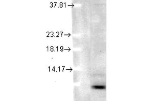 Western Blot analysis of Human cell lysates showing detection of Ubiquitin protein using Mouse Anti-Ubiquitin Monoclonal Antibody, Clone 5B9-B3 . (Ubiquitin Antikörper  (PerCP))