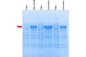 SDS-PAGE (SDS) image for ProXtract B™ Extraction Buffer (ABIN1607929)