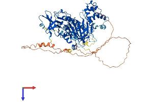 CHM Protein (AA 1-665) (His tag)