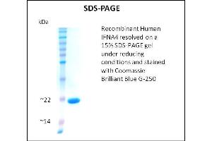 SDS-PAGE (SDS) image for Interferon, alpha 4 (IFNa4) (Active) protein (ABIN5509778) (IFNA4 Protein)