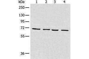Western blot analysis of 293T cell Human heart tissue Raji and LNCAP cell lysates using MAPK4 Polyclonal Antibody at dilution of 1:550 (MAPK4 Antikörper)