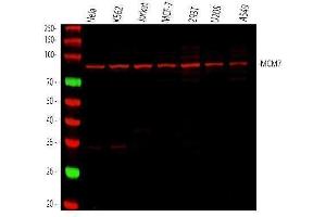Western blot analysis of MCM7 using anti-MCM7 antibody (ABIN7601968). (MCM7 Antikörper  (AA 526-719))