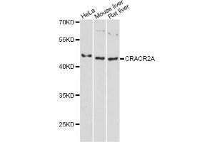 Western blot analysis of extracts of various cell lines, using CRACR2A antibody. (EFCAB4B Antikörper)