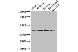 Western Blot Positive WB detected in: Mouse heart tissue, Mouse kidney tissue, Mouse brain tissue, Mouse skeletal muscle tissue All lanes: PARD6G antibody at 3. (PARD6G Antikörper  (AA 249-326))