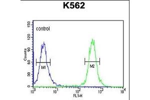 TREF1 Antibody (C-term) (ABIN653305 and ABIN2842805) flow cytometric analysis of K562 cells (right histogram) compared to a negative control cell (left histogram).