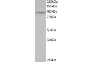 ABIN184758 staining (0. (MAP4K1 Antikörper  (N-Term))
