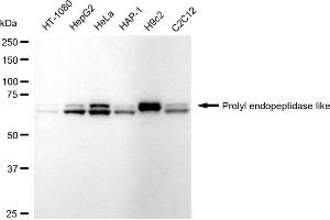 Western blotting analysis using Prolyl endopeptidase like antibody (ABIN7799923). (Rekombinanter PREPL Antikörper)