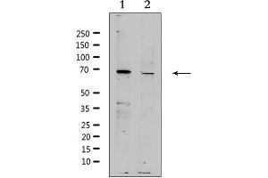 Western blot analysis of extracts from various samples, using ZP4 Antibody.