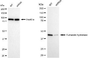 Western blotting analysis using fumarate hydratase antibody (ABIN7798664). (FH Antikörper)