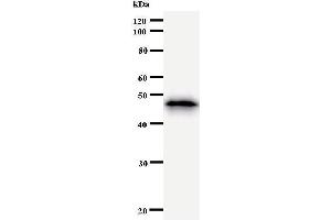 Western Blotting (WB) image for anti-SMAD, Mothers Against DPP Homolog 1 (SMAD1) antibody (ABIN933125) (SMAD1 Antikörper)
