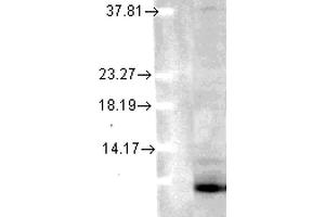 Western Blot analysis of Human Cell lysates showing detection of Ubiquitin protein using Mouse Anti-Ubiquitin Monoclonal Antibody, Clone 6C11-B3 . (Ubiquitin Antikörper  (FITC))
