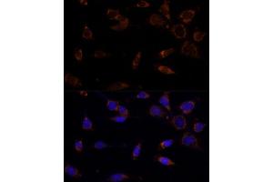 Immunofluorescence analysis of NIH-3T3 cells using MTCH2 Polyclonal Antibody  at dilution of 1:100 (40x lens). (MTCH2 Antikörper  (AA 30-175))