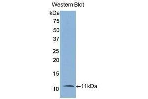Western Blotting (WB) image for anti-Interleukin 6 Receptor (IL6R) (AA 19-108) antibody (ABIN3206013) (IL-6 Receptor Antikörper  (AA 19-108))