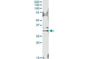 Immunoprecipitation of GOSR1 transfected lysate using anti-GOSR1 MaxPab rabbit polyclonal antibody and Protein A Magnetic Bead , and immunoblotted with GOSR1 MaxPab mouse polyclonal antibody (B01) . (GS28 Antikörper  (AA 1-250))