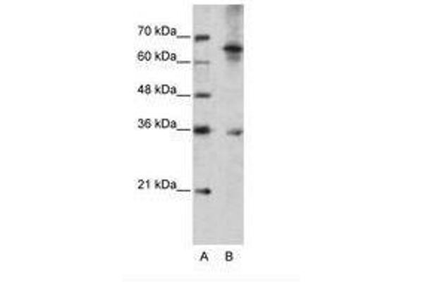 WNT9B antibody  (AA 231-280)