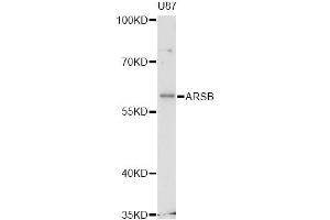 Western blot analysis of extracts of U-87MG cells, using ARSB antibody (ABIN6290023) at 1:3000 dilution. (Arylsulfatase B Antikörper)